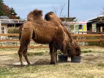 那須どうぶつ王国に投稿された画像（2023/4/8）