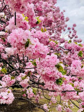 新宿御苑に投稿された画像（2023/4/8）