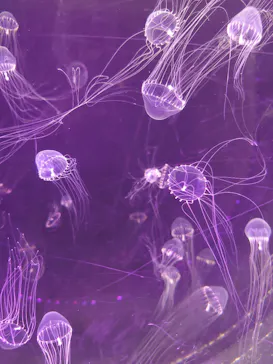仙台うみの杜水族館に投稿された画像（2023/4/8）