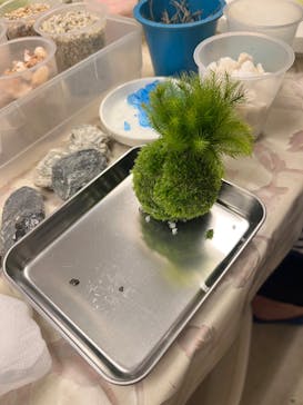 カルチャースクールいろはに投稿された画像（2023/4/8）