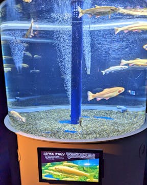 サケのふるさと 千歳水族館に投稿された画像（2023/4/8）