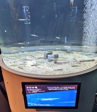 サケのふるさと 千歳水族館に投稿された画像（2023/4/8）