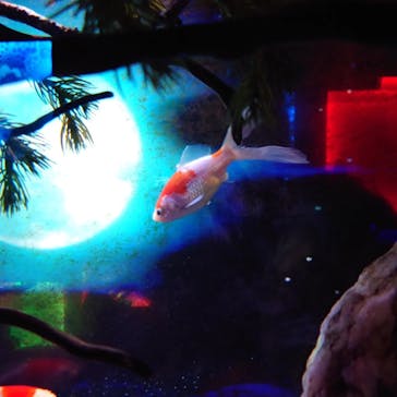 NARA KINGYO MUSEUMに投稿された画像（2023/4/8）