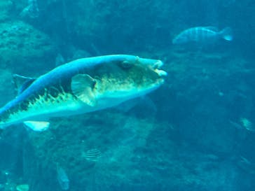 新江ノ島水族館に投稿された画像（2023/4/8）