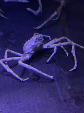 新江ノ島水族館に投稿された画像（2023/4/8）