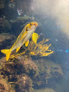 新江ノ島水族館に投稿された画像（2023/4/8）
