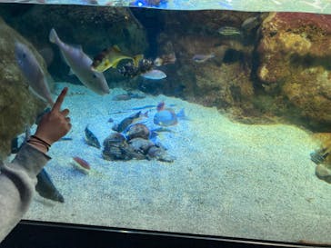 新江ノ島水族館に投稿された画像（2023/4/8）