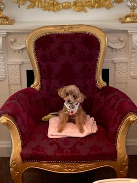 箱根海賊船に投稿された画像（2023/4/8）