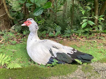 ネオパークオキナワに投稿された画像（2023/4/8）