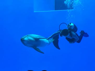 上越市立水族博物館 うみがたりに投稿された画像（2023/4/8）