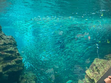 上越市立水族博物館 うみがたりに投稿された画像（2023/4/8）