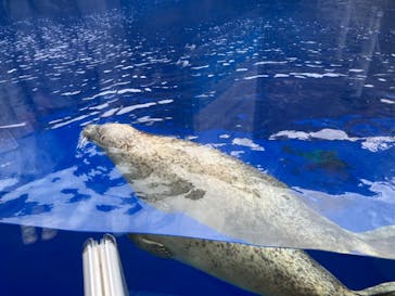 上越市立水族博物館 うみがたりに投稿された画像（2023/4/8）