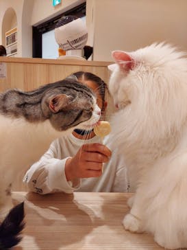 猫カフェモカ　イオンモール幕張新都心店に投稿された画像（2023/4/8）