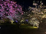 『NAKED FLOWERS 2023 桜 世界遺産・二条城』に投稿された画像（2023/4/8）