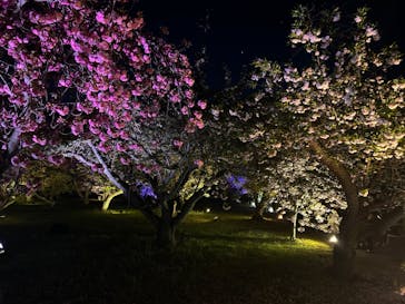 『NAKED FLOWERS 2023 桜 世界遺産・二条城』に投稿された画像（2023/4/8）