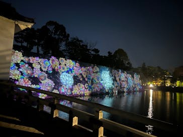 『NAKED FLOWERS 2023 桜 世界遺産・二条城』に投稿された画像（2023/4/8）