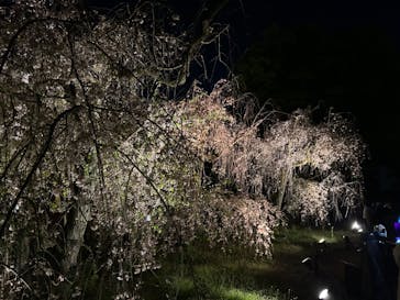 『NAKED FLOWERS 2023 桜 世界遺産・二条城』に投稿された画像（2023/4/8）