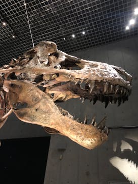 特別展「恐竜博2023」に投稿された画像（2023/4/8）