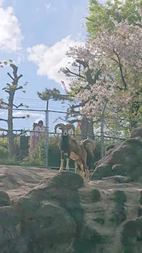 天王寺動物園に投稿された画像（2023/4/8）