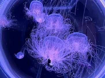 島根県立 しまね海洋館に投稿された画像（2023/4/8）