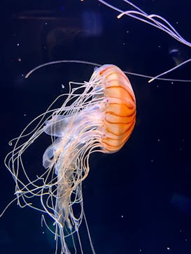 島根県立 しまね海洋館に投稿された画像（2023/4/8）