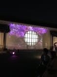『NAKED FLOWERS 2023 桜 世界遺産・二条城』に投稿された画像（2023/4/8）