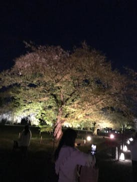 『NAKED FLOWERS 2023 桜 世界遺産・二条城』に投稿された画像（2023/4/8）