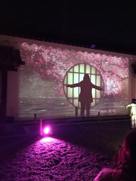 『NAKED FLOWERS 2023 桜 世界遺産・二条城』に投稿された画像（2023/4/8）