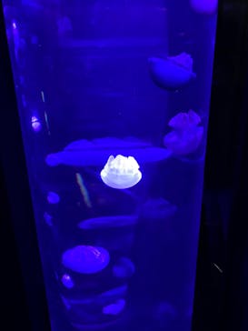 サンシャイン水族館に投稿された画像（2023/4/8）