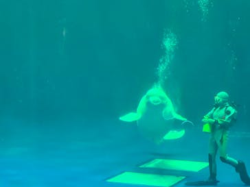 島根県立 しまね海洋館に投稿された画像（2023/4/8）