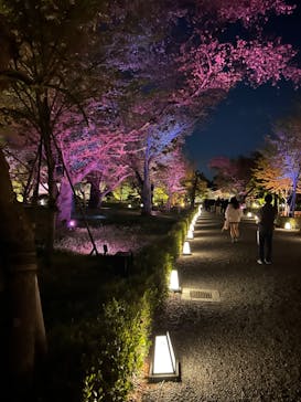 『NAKED FLOWERS 2023 桜 世界遺産・二条城』に投稿された画像（2023/4/8）
