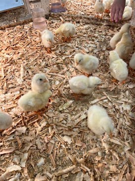 アニタッチみなとみらいに投稿された画像（2023/4/8）