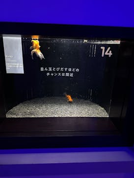 横浜開運水族館 フォーチュンアクアリウムに投稿された画像（2023/4/8）