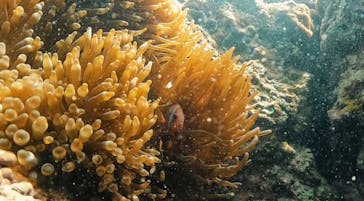 DIVING-SHOP SUNSに投稿された画像（2023/4/8）