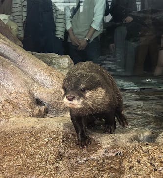 新江ノ島水族館に投稿された画像（2023/4/8）