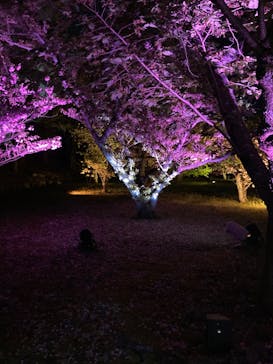 『NAKED FLOWERS 2023 桜 世界遺産・二条城』に投稿された画像（2023/4/8）
