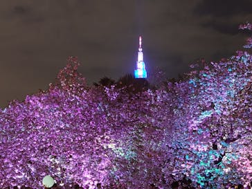 NAKED 桜の新宿御苑 2023に投稿された画像（2023/4/8）