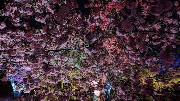 『NAKED FLOWERS 2023 桜 世界遺産・二条城』に投稿された画像（2023/4/8）