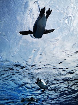 サンシャイン水族館に投稿された画像（2023/4/8）