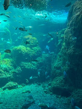 新江ノ島水族館に投稿された画像（2023/4/8）