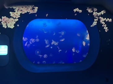 新江ノ島水族館に投稿された画像（2023/4/8）