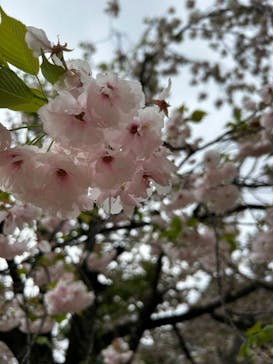 新宿御苑に投稿された画像（2023/4/8）