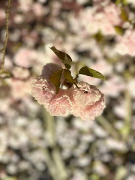 『NAKED FLOWERS 2023 桜 世界遺産・二条城』に投稿された画像（2023/4/8）