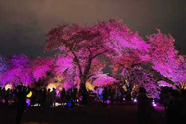 NAKED 桜の新宿御苑 2023に投稿された画像（2023/4/8）