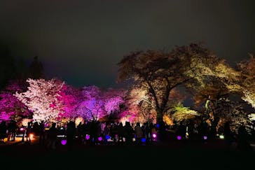 NAKED 桜の新宿御苑 2023に投稿された画像（2023/4/8）