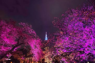 NAKED 桜の新宿御苑 2023に投稿された画像（2023/4/8）