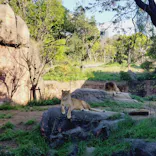 天王寺動物園に投稿された画像（2023/4/8）