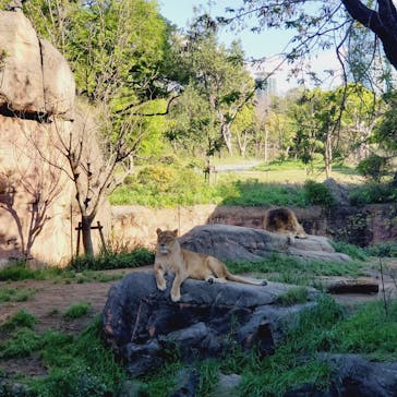 天王寺動物園に投稿された画像（2023/4/8）