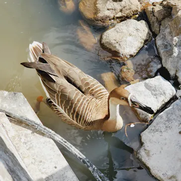 天王寺動物園に投稿された画像（2023/4/8）
