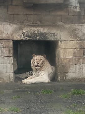 東武動物公園に投稿された画像（2023/4/8）